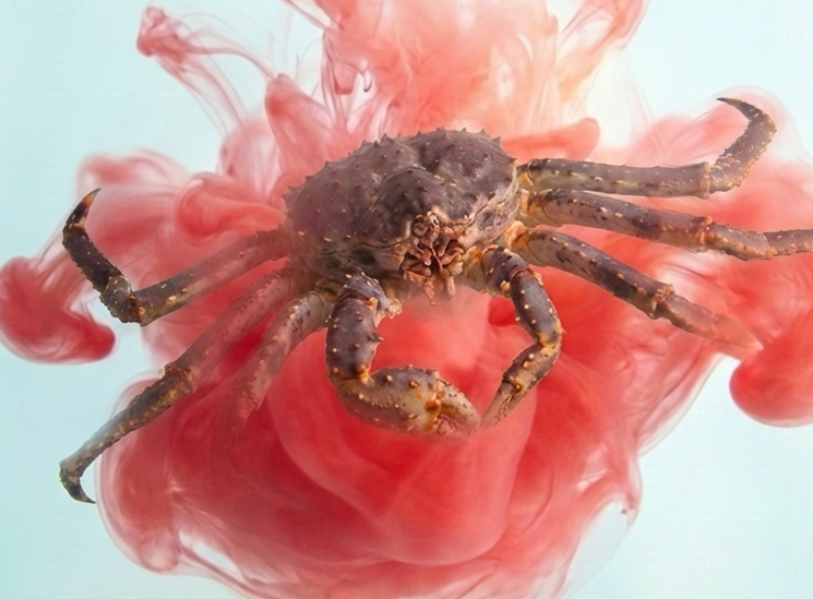 帝王蟹为什么一煮就红？俄罗斯蟹业集团带你了解颜色变化背后的科学真相