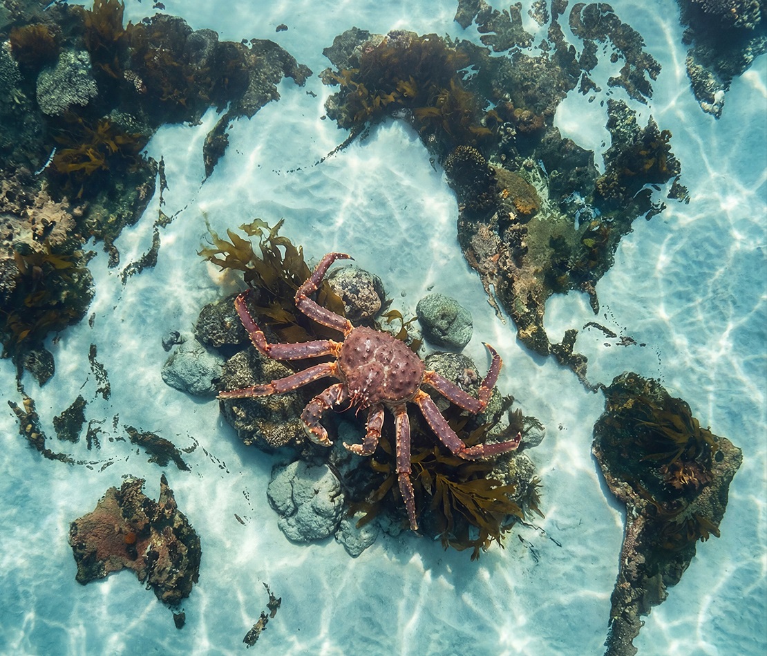 世界地球日 守护海洋秩序 铸就帝王蟹品质