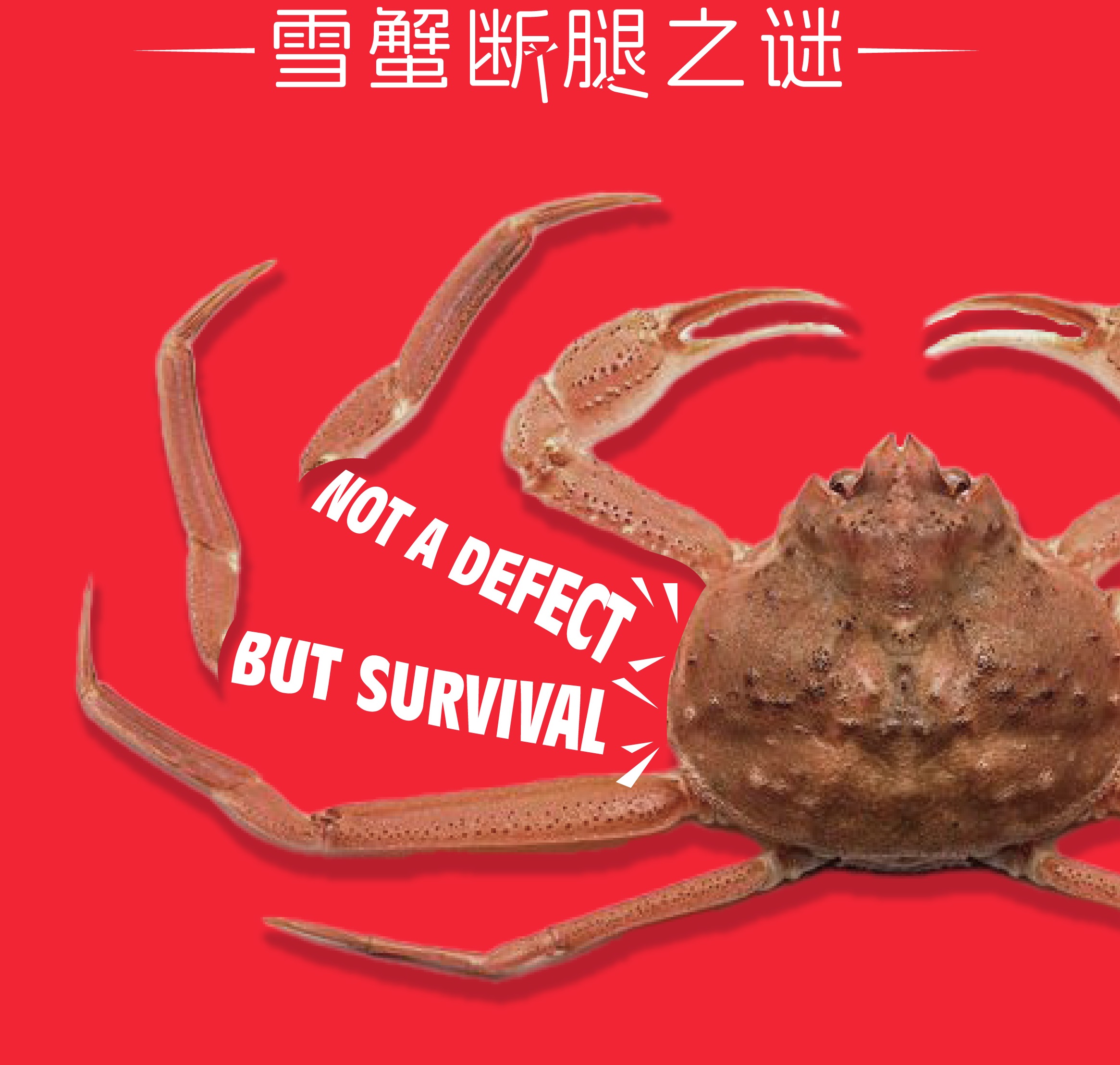 蟹断腿之谜！解析雪蟹深海求生机制